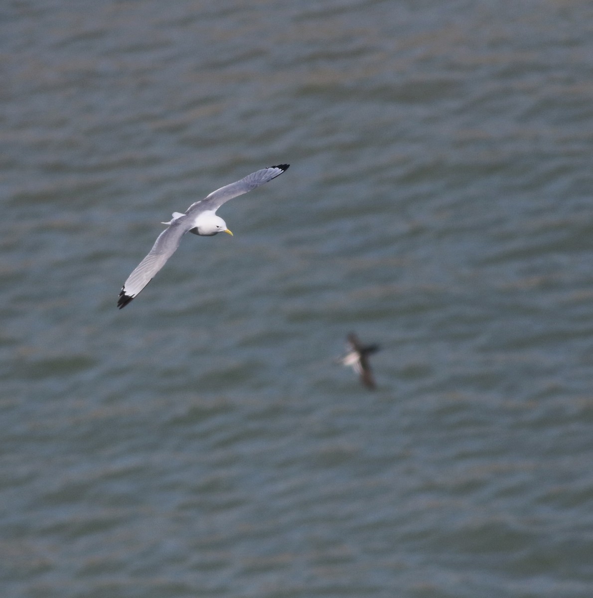 三趾鷗 - ML646019196