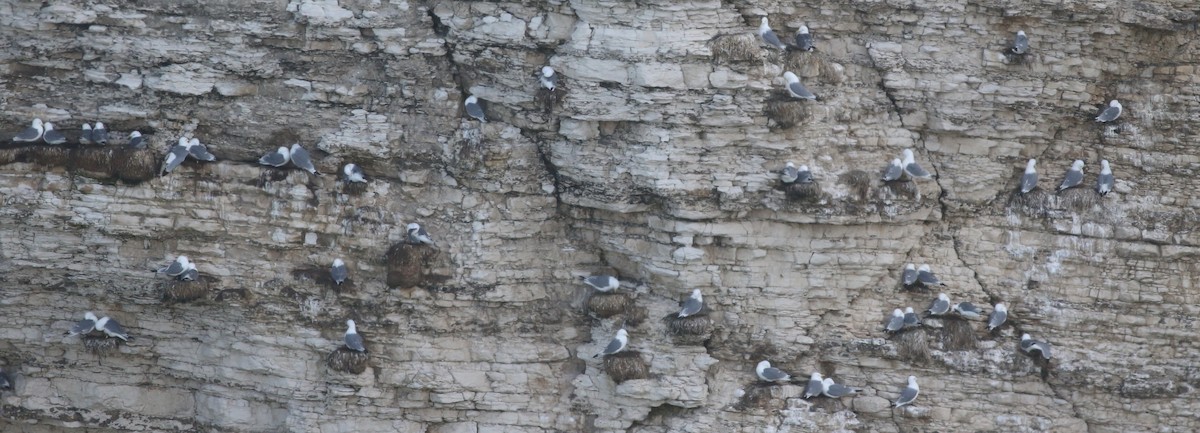 三趾鷗 - ML646019197