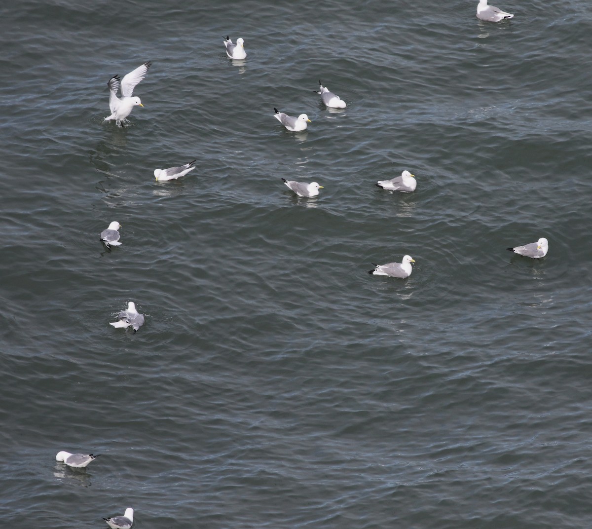 三趾鷗 - ML646019198