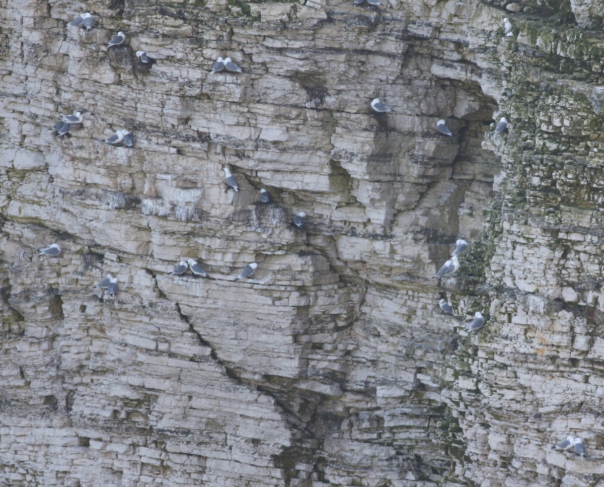 三趾鷗 - ML646019199