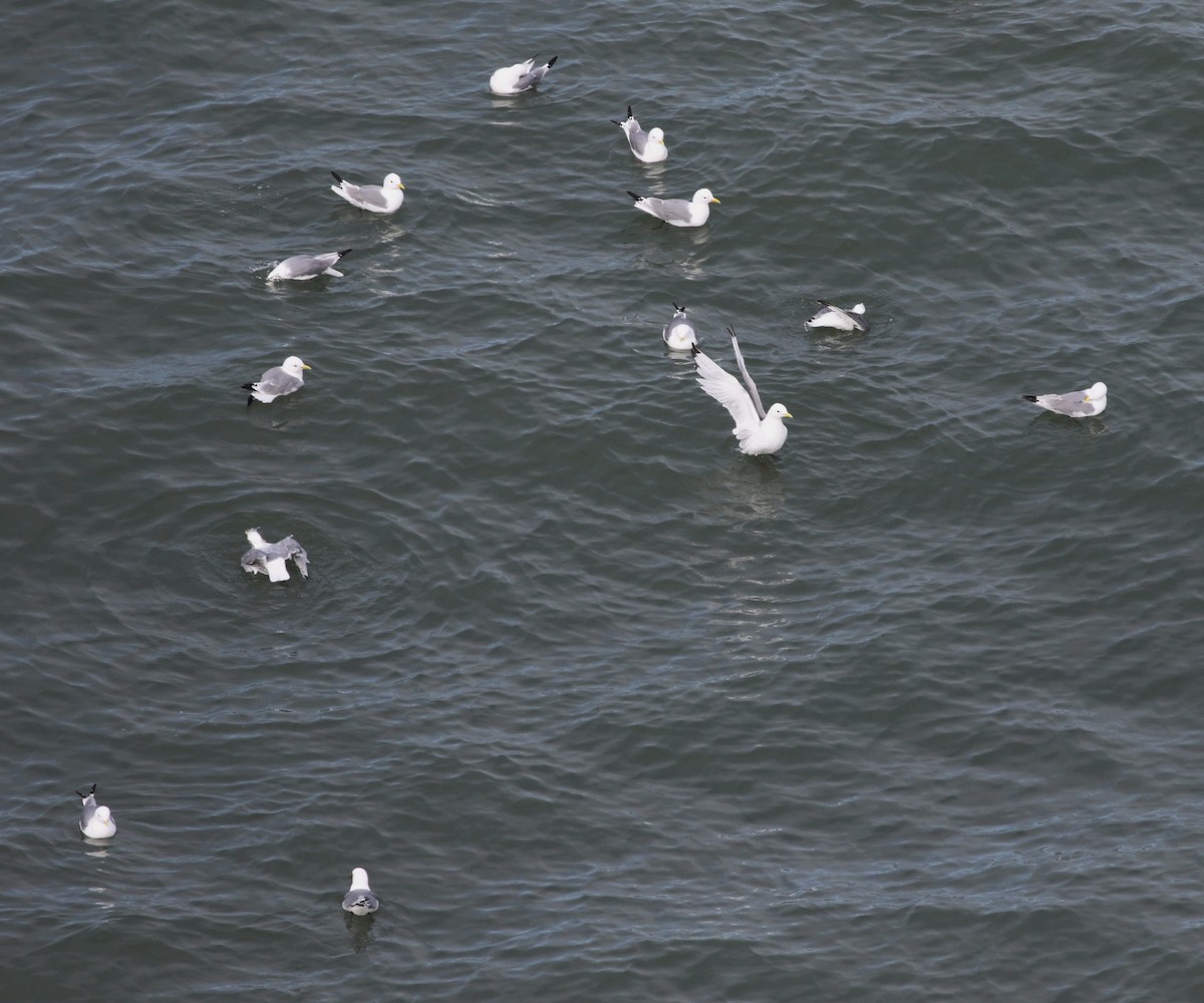 三趾鷗 - ML646019200