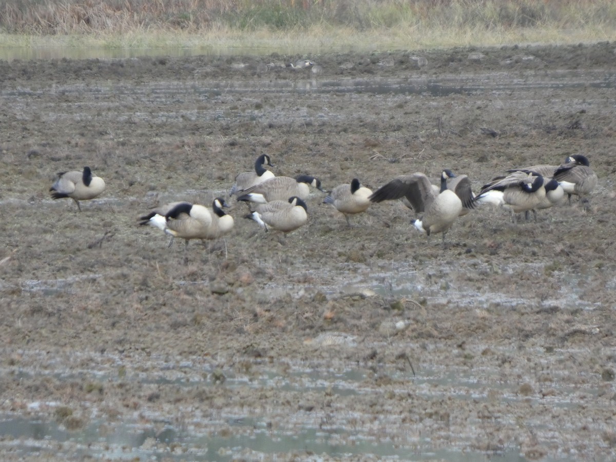 Canada Goose - ML646019224