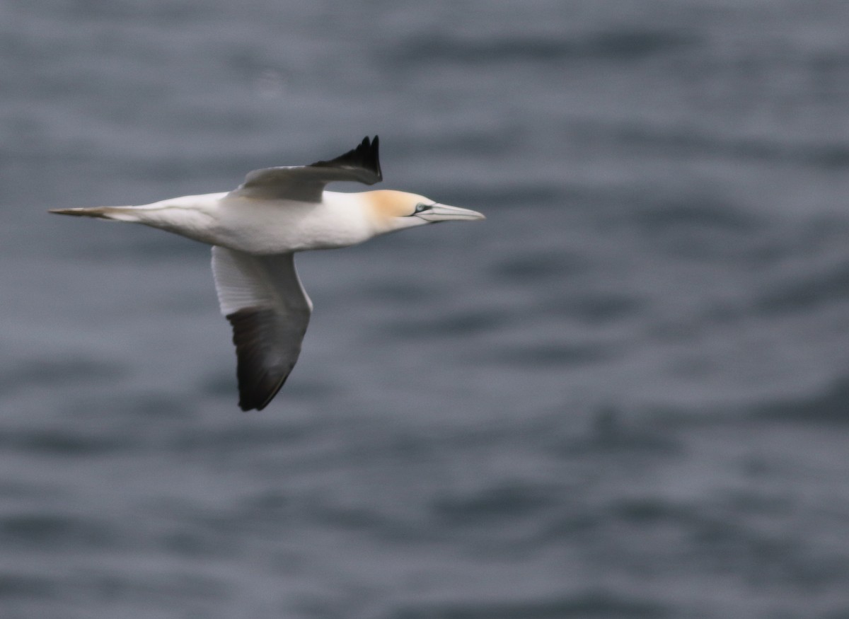 Сула атлантична - ML646019226