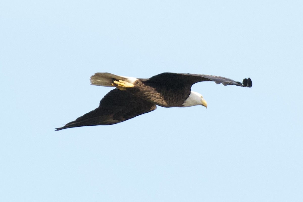 Bald Eagle - ML646019228