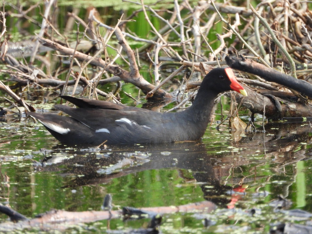 Common Gallinule - ML646019229