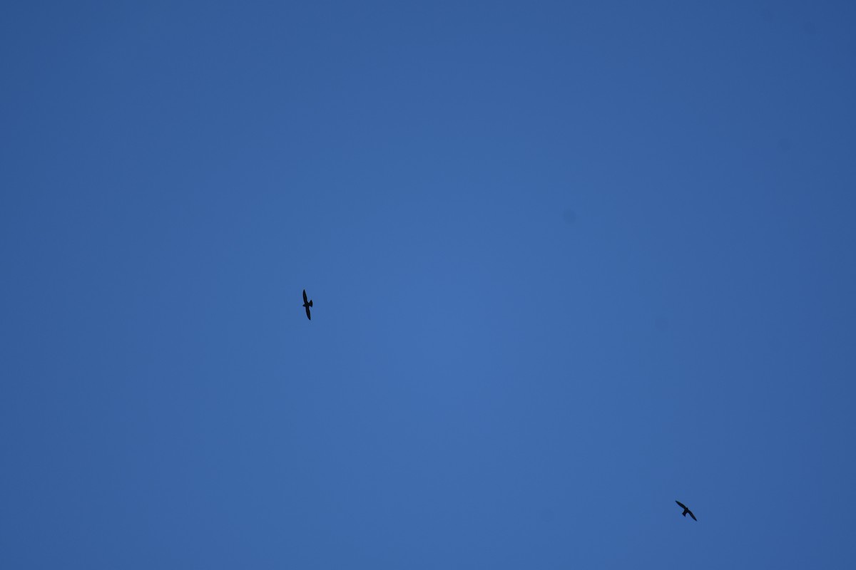 White-collared Swift - ML646019234