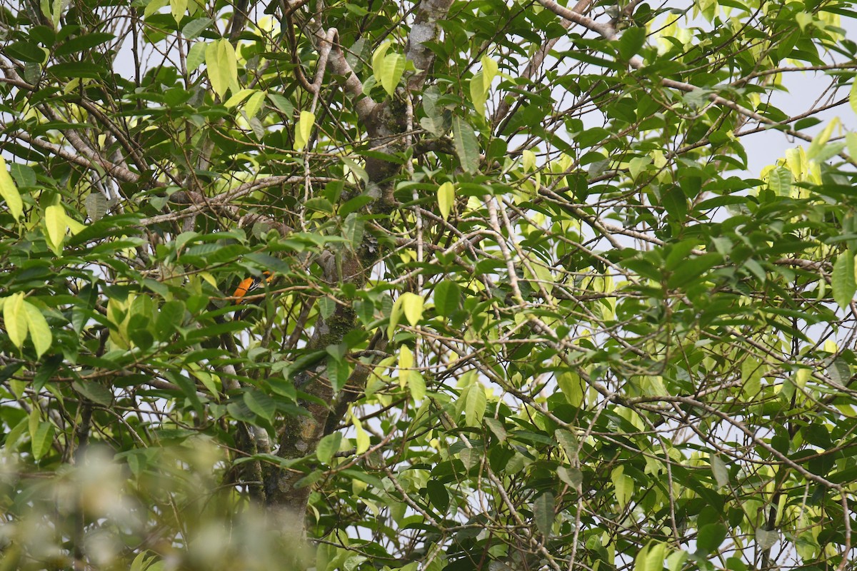 trupiál baltimorský - ML646019239