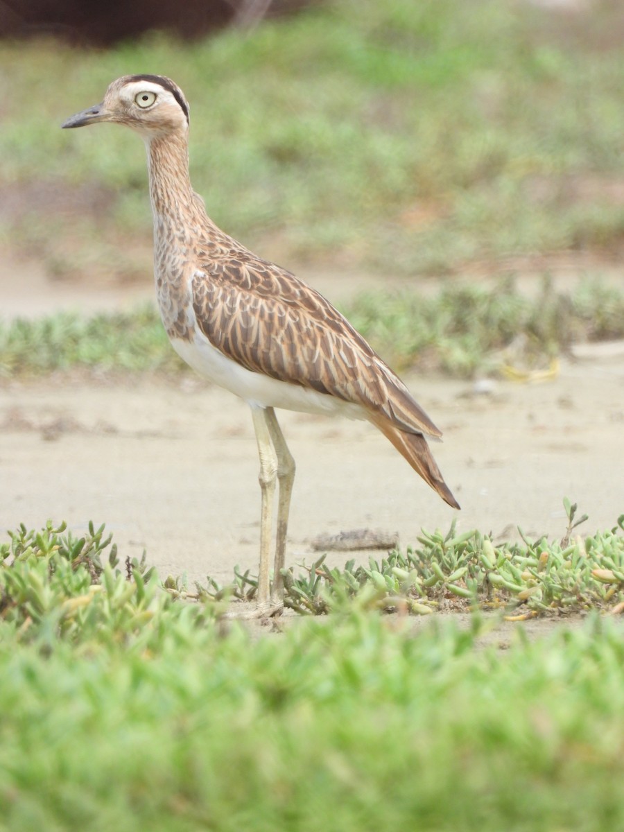 Double-striped Thick-knee - ML646019245