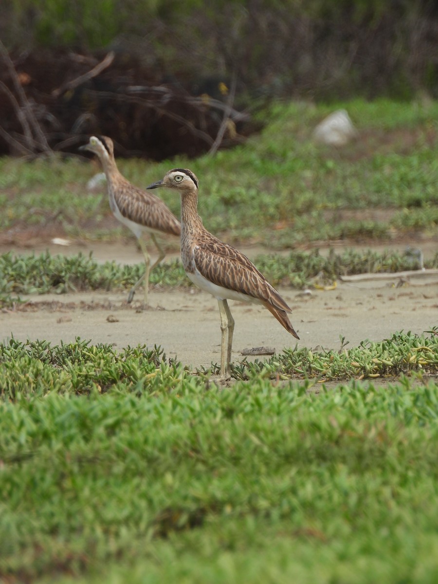 Double-striped Thick-knee - ML646019246