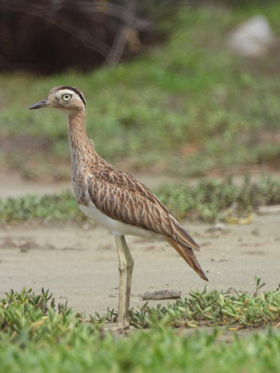 Double-striped Thick-knee - ML646019247