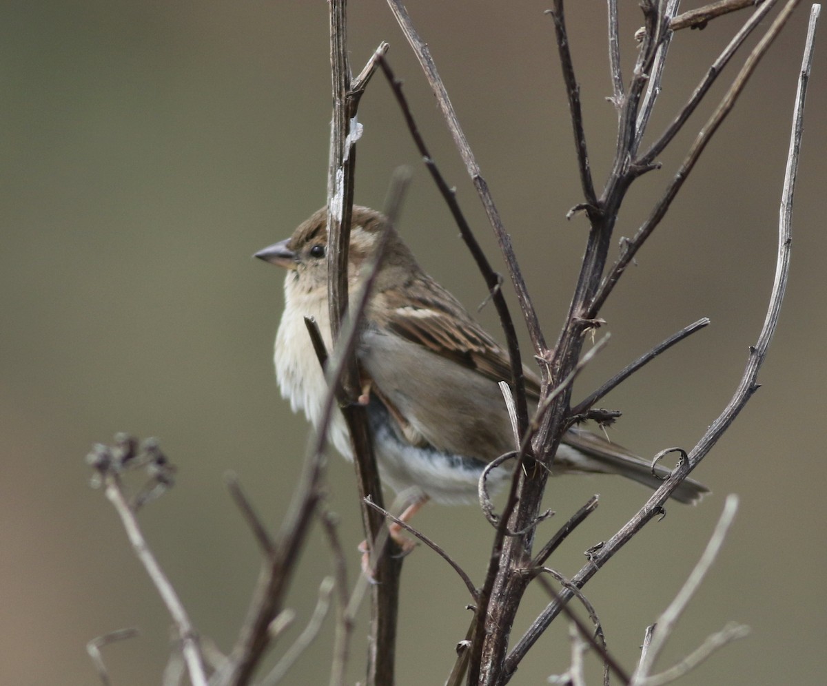 House Sparrow - ML646019250