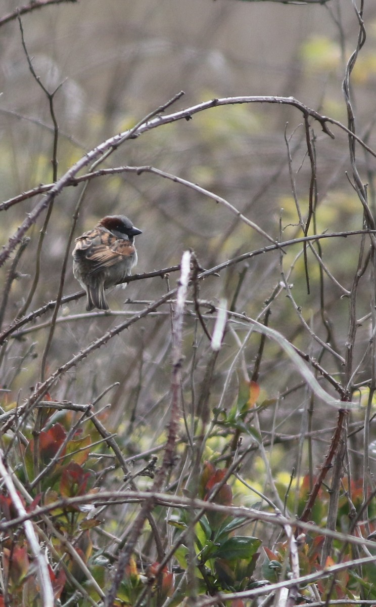 House Sparrow - ML646019251