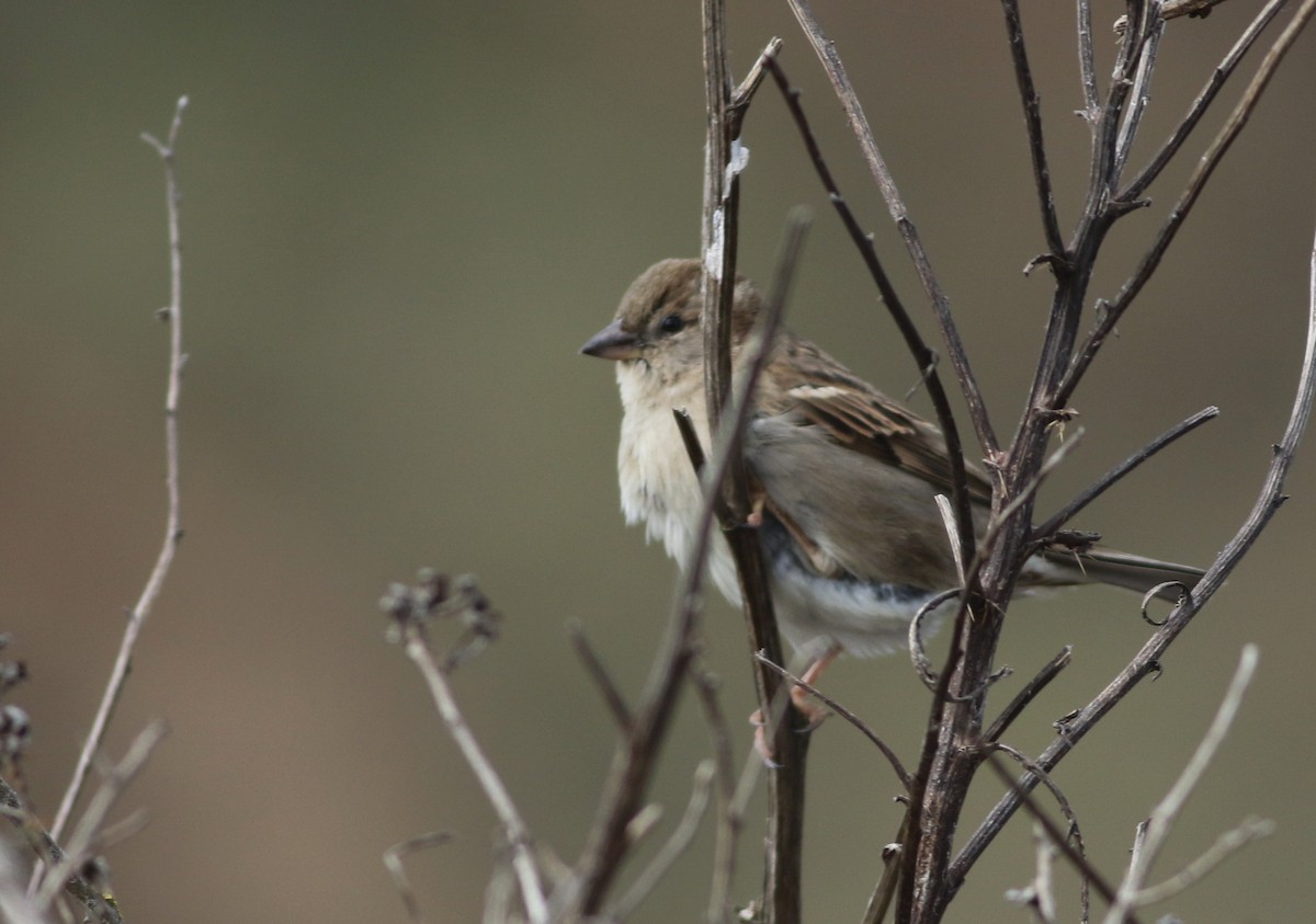 House Sparrow - ML646019252