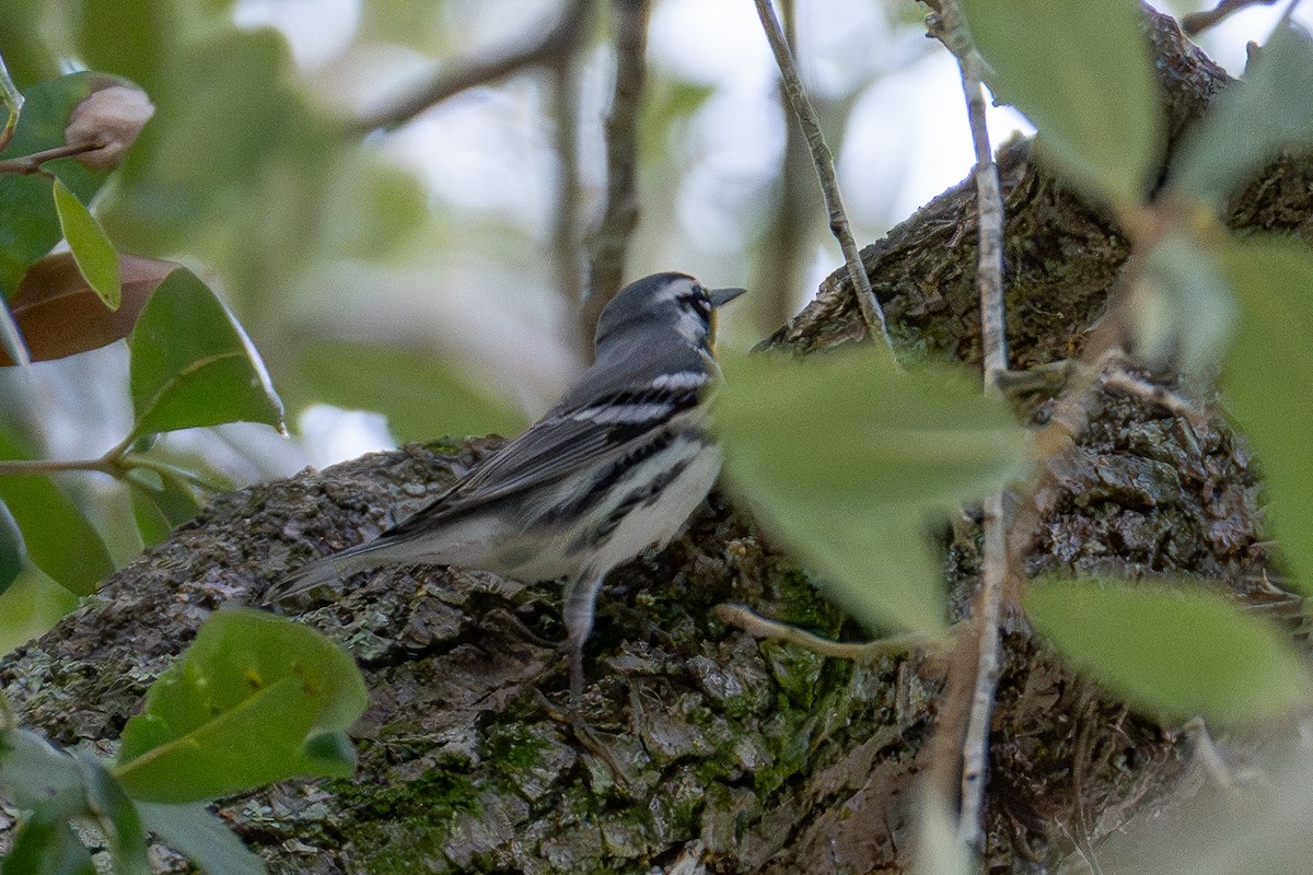 Goldkehl-Waldsänger - ML646019269