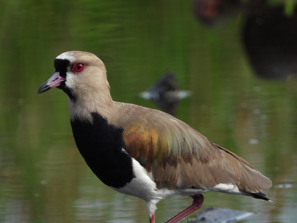 Southern Lapwing - ML646019275