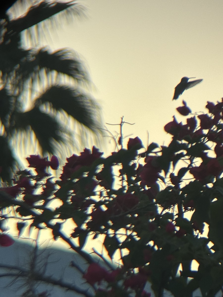 Costa's Hummingbird - ML646019279