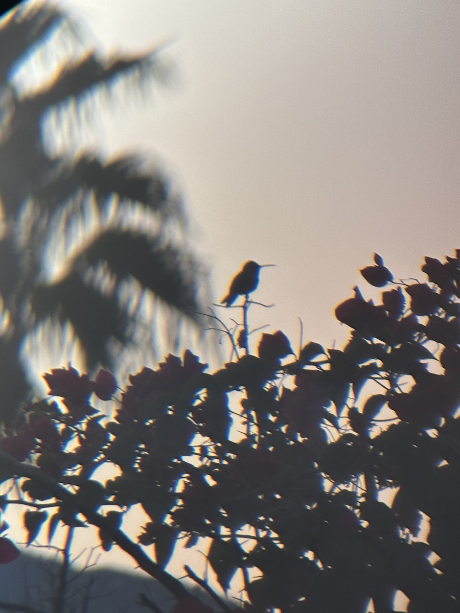 Costa's Hummingbird - ML646019280