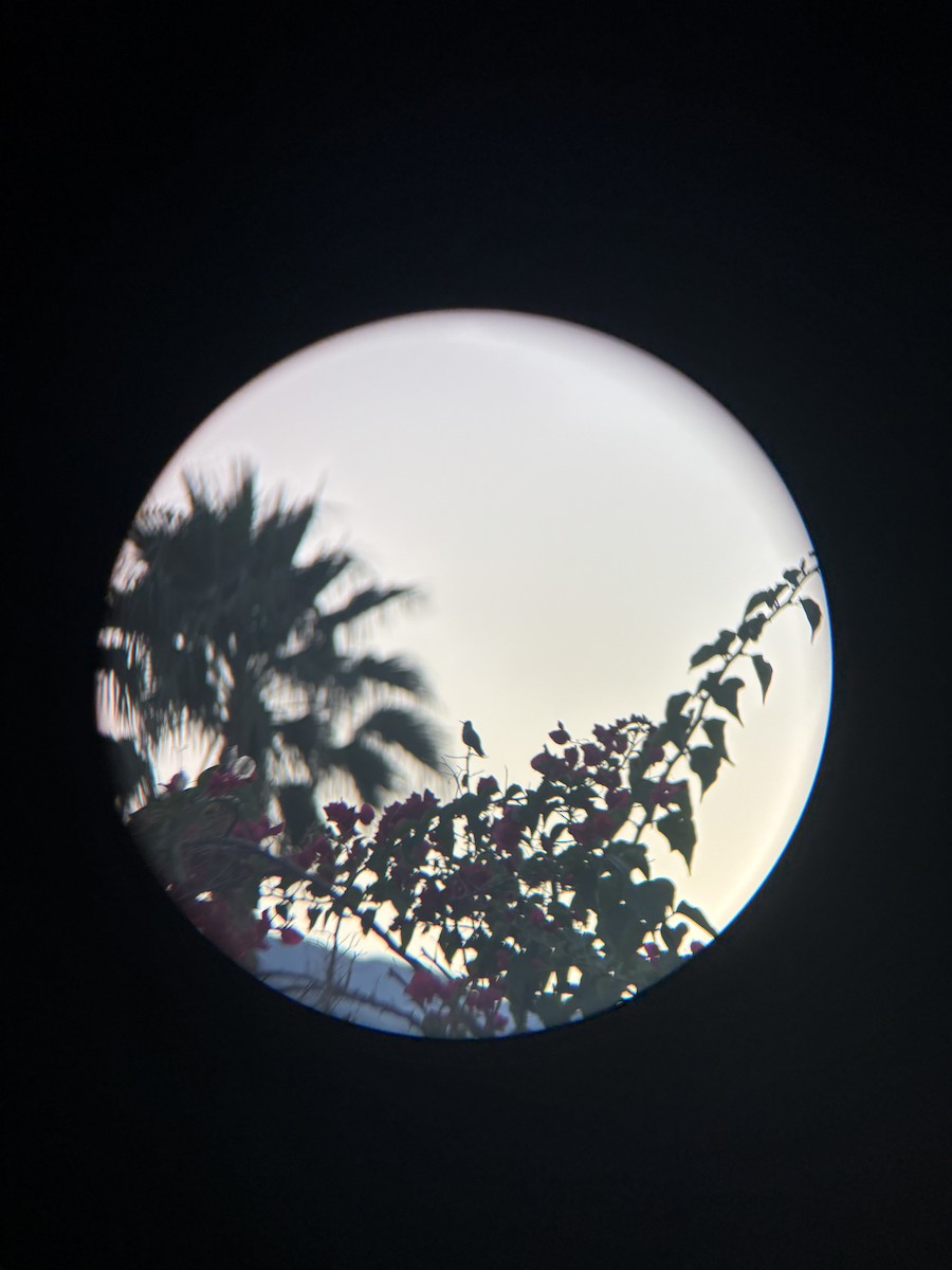 Costa's Hummingbird - ML646019281