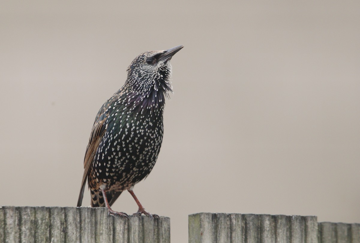 Sığırcık - ML646019285