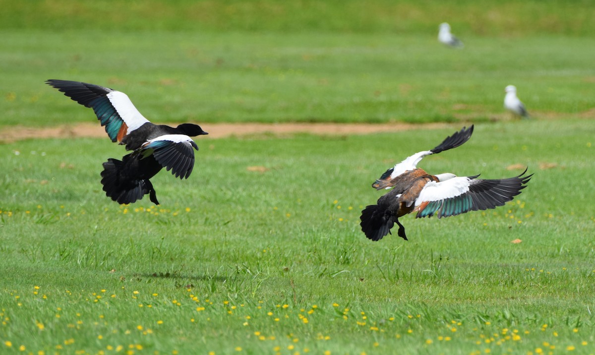 Tarro Maorí - ML646019288