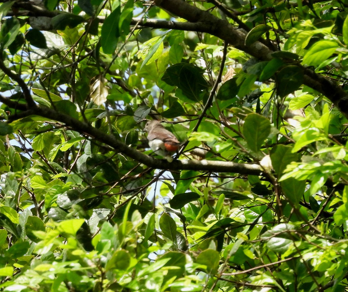 Mistletoebird - ML646019299