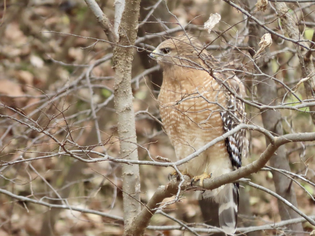 Red-shouldered Hawk - ML646019305