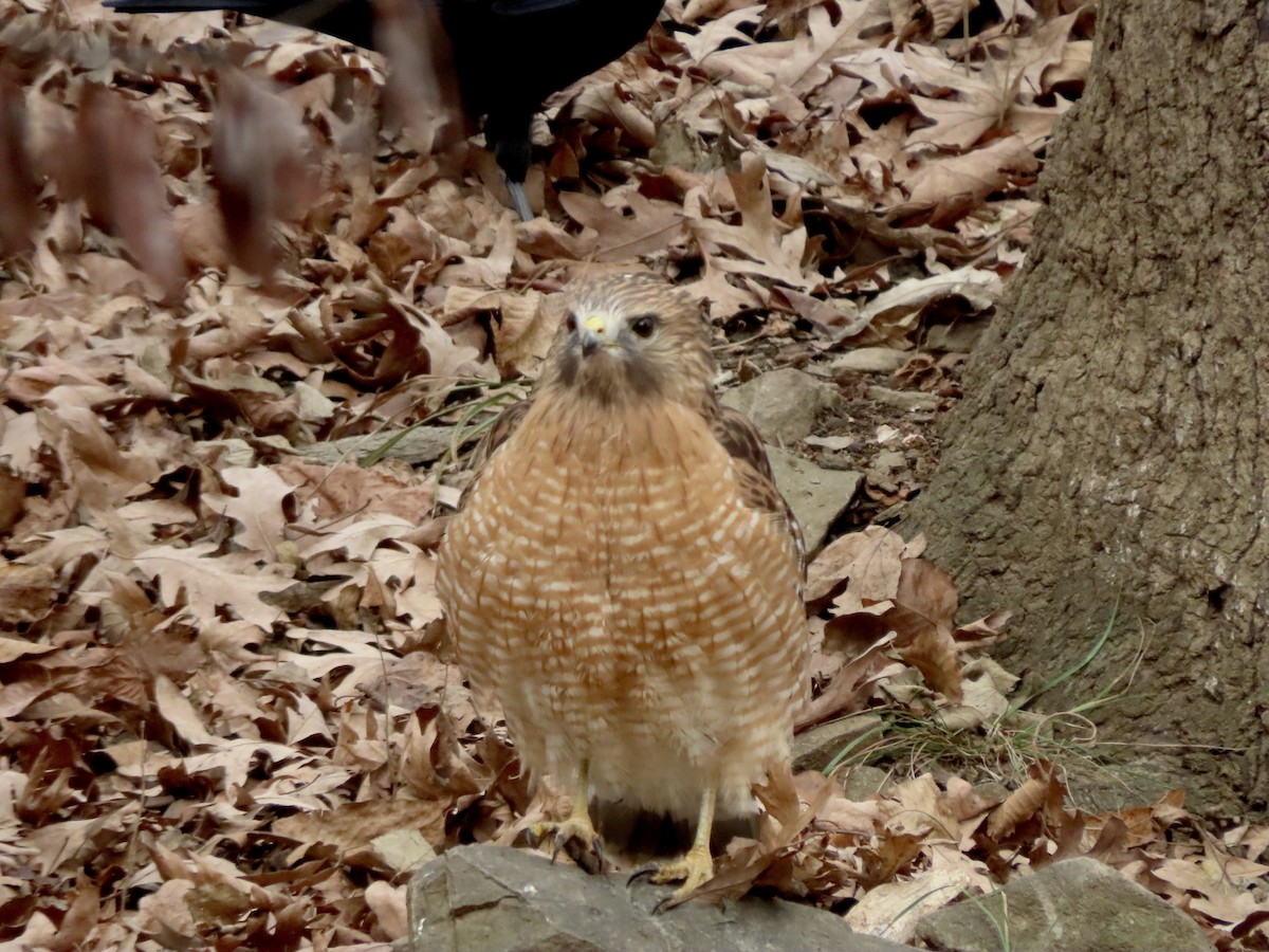 Red-shouldered Hawk - ML646019306