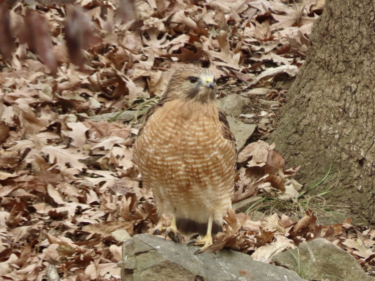 Red-shouldered Hawk - ML646019307