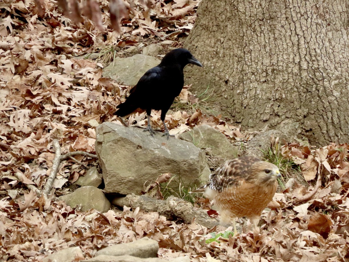 Red-shouldered Hawk - ML646019309