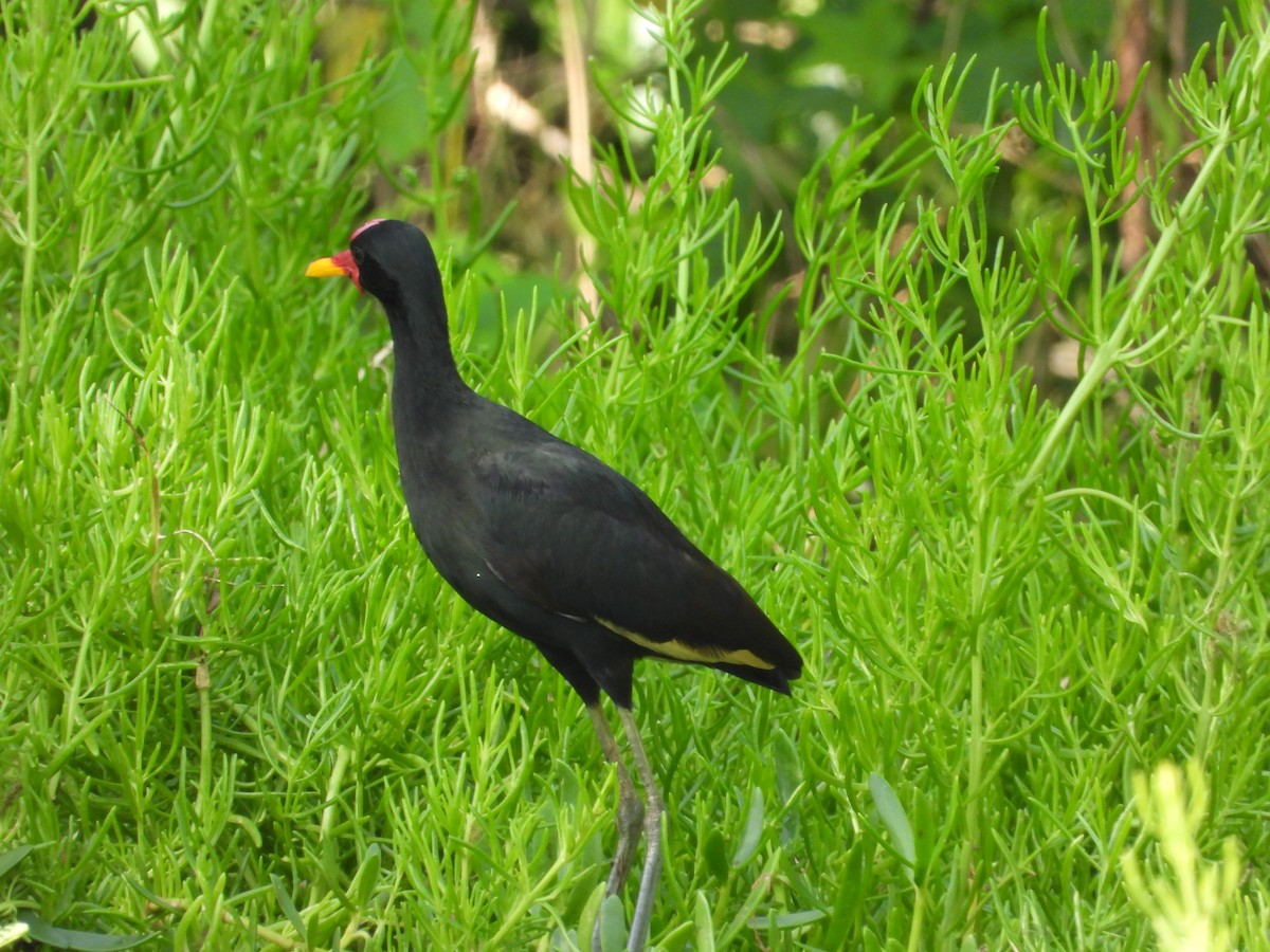 Wattled Jacana - ML646019315
