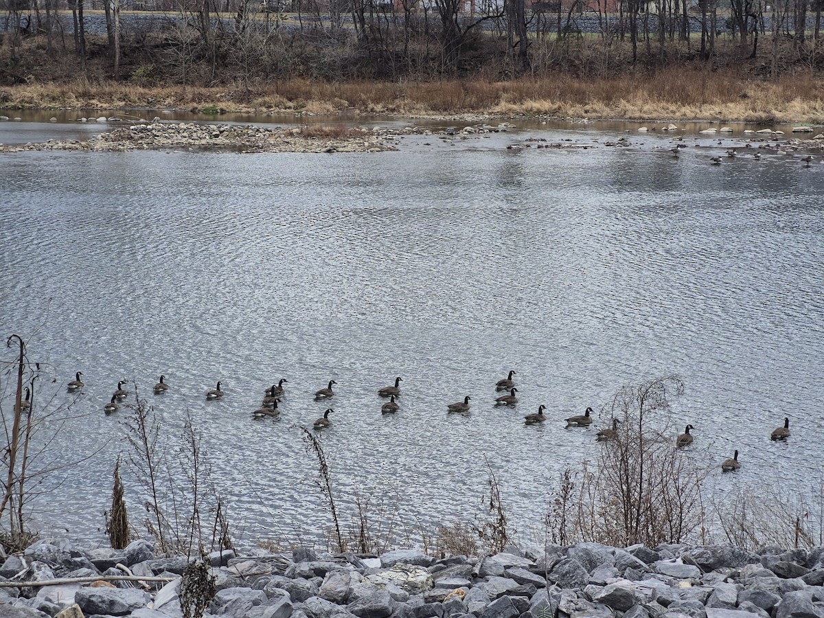 Canada Goose - ML646019317