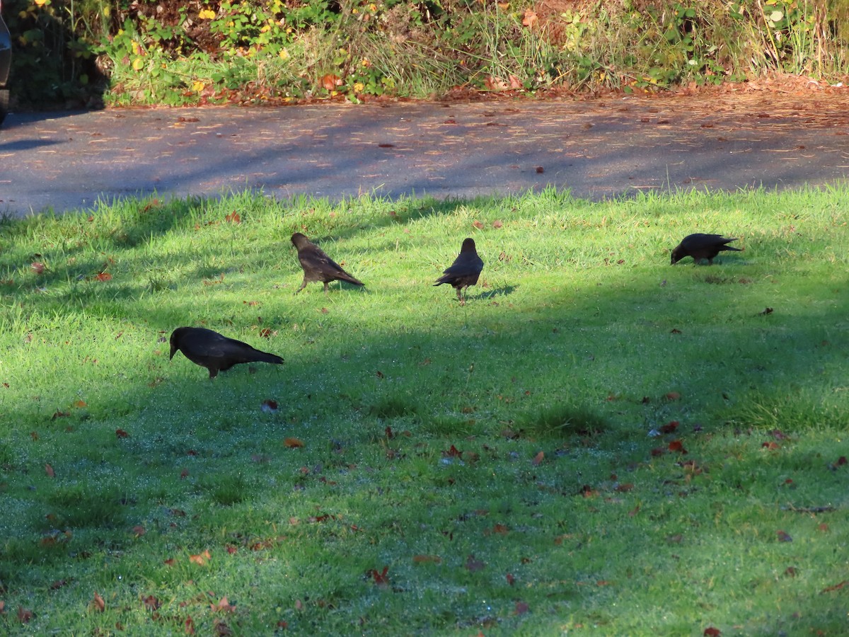 amerikakråke - ML646019318