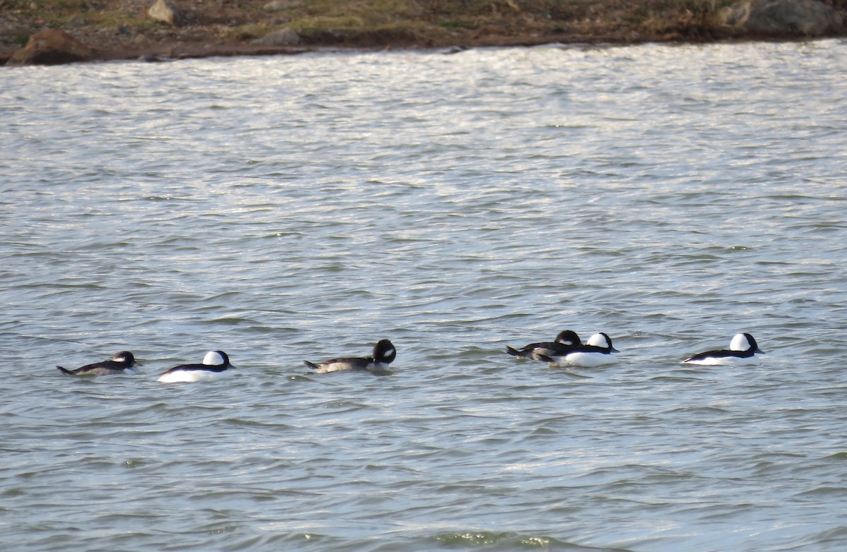 Bufflehead - ML646019323