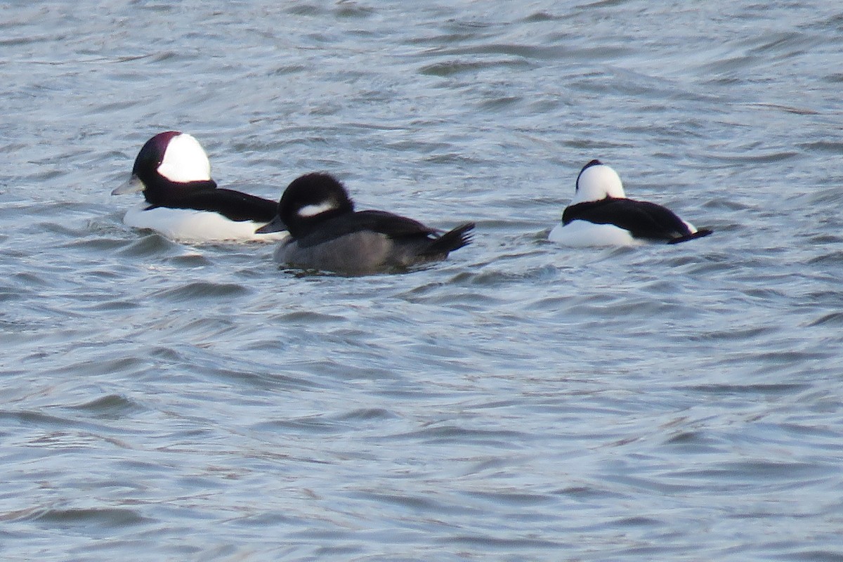 Bufflehead - ML646019324