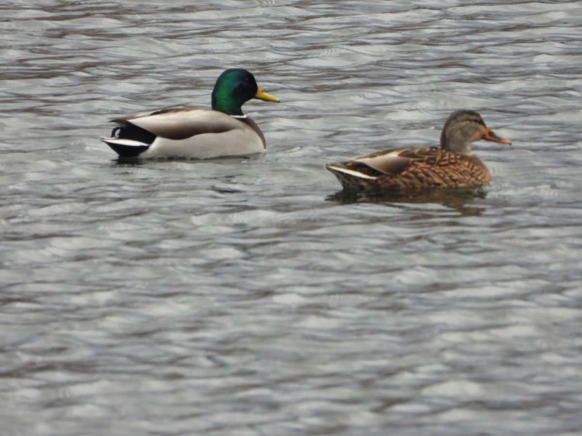 Mallard - ML646019325