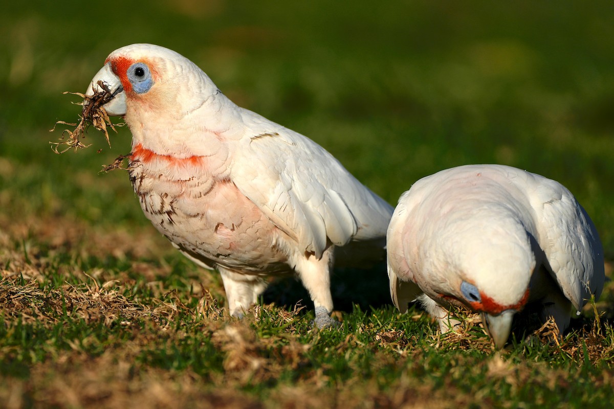 Long-billed Corella - ML646019326