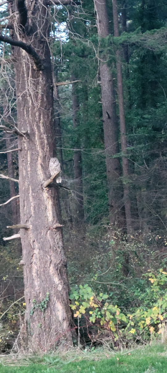 Barred Owl - ML646019330