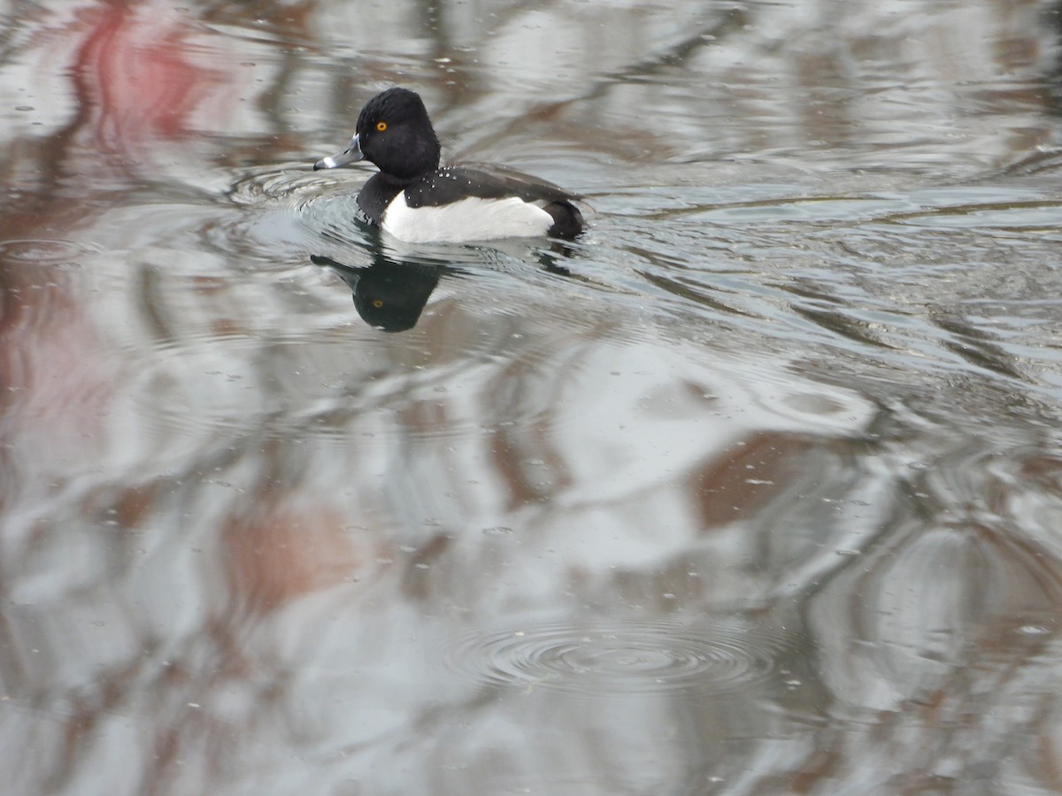 Ring-necked Duck - ML646019335