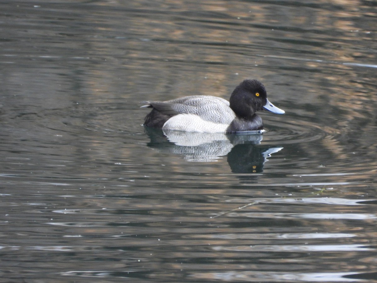 Lesser Scaup - ML646019341