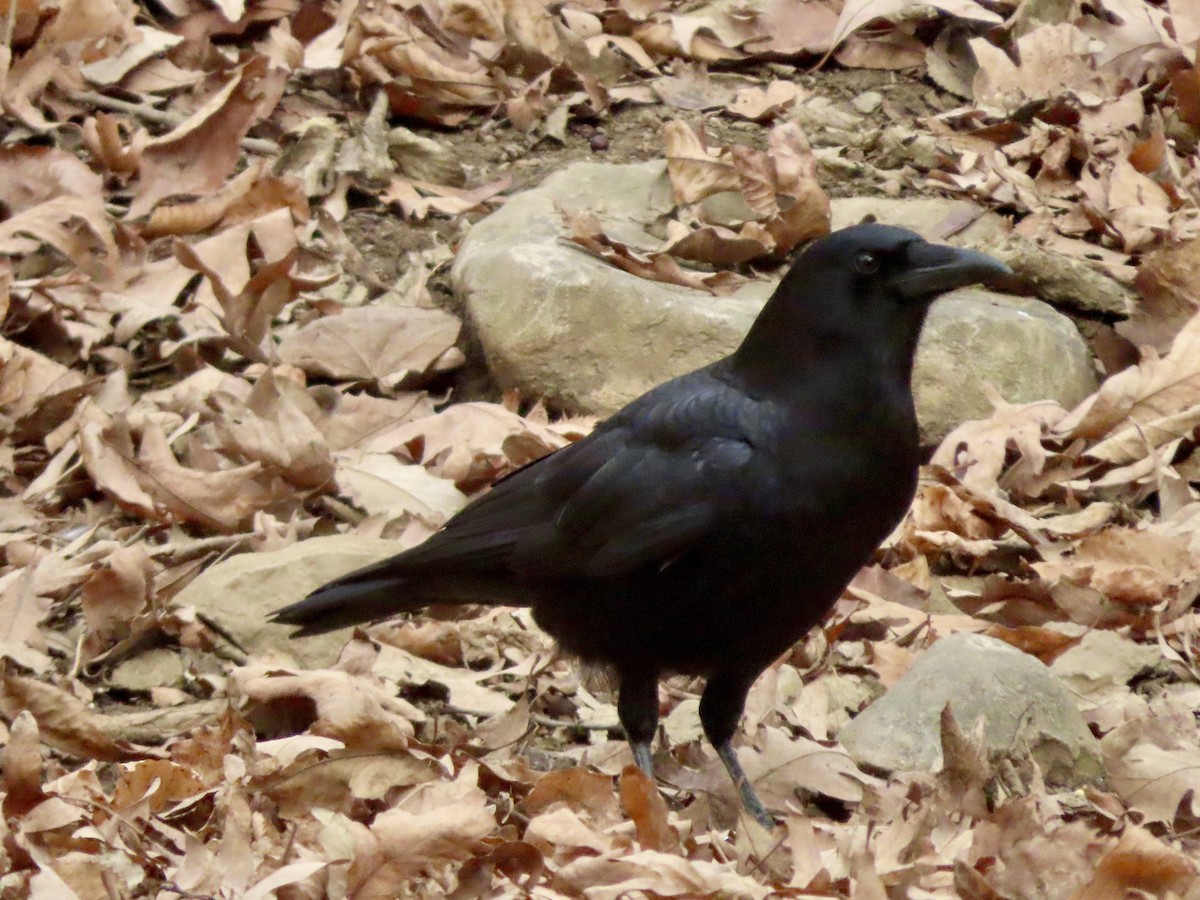 amerikakråke - ML646019342