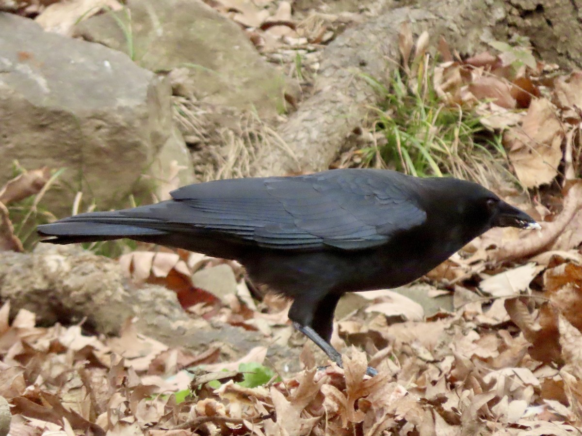 amerikakråke - ML646019343