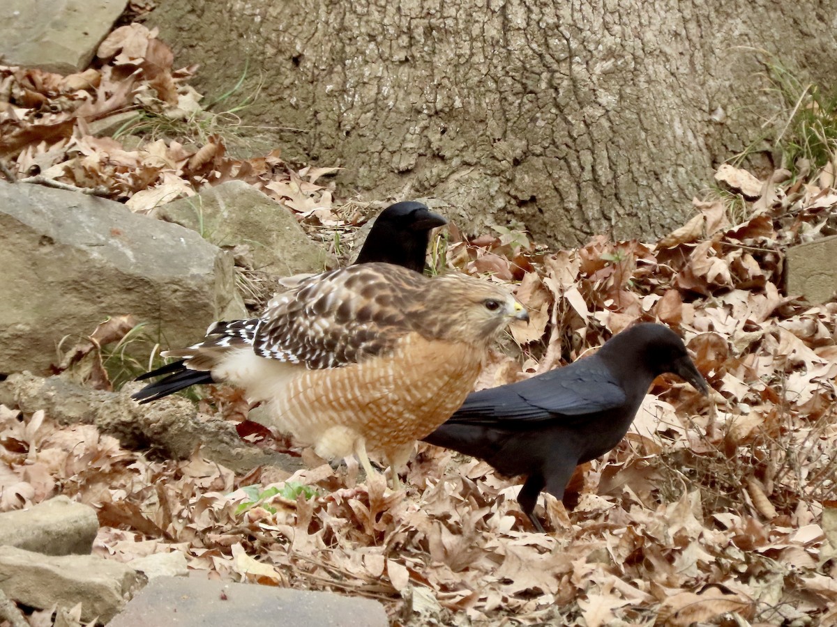 amerikakråke - ML646019344