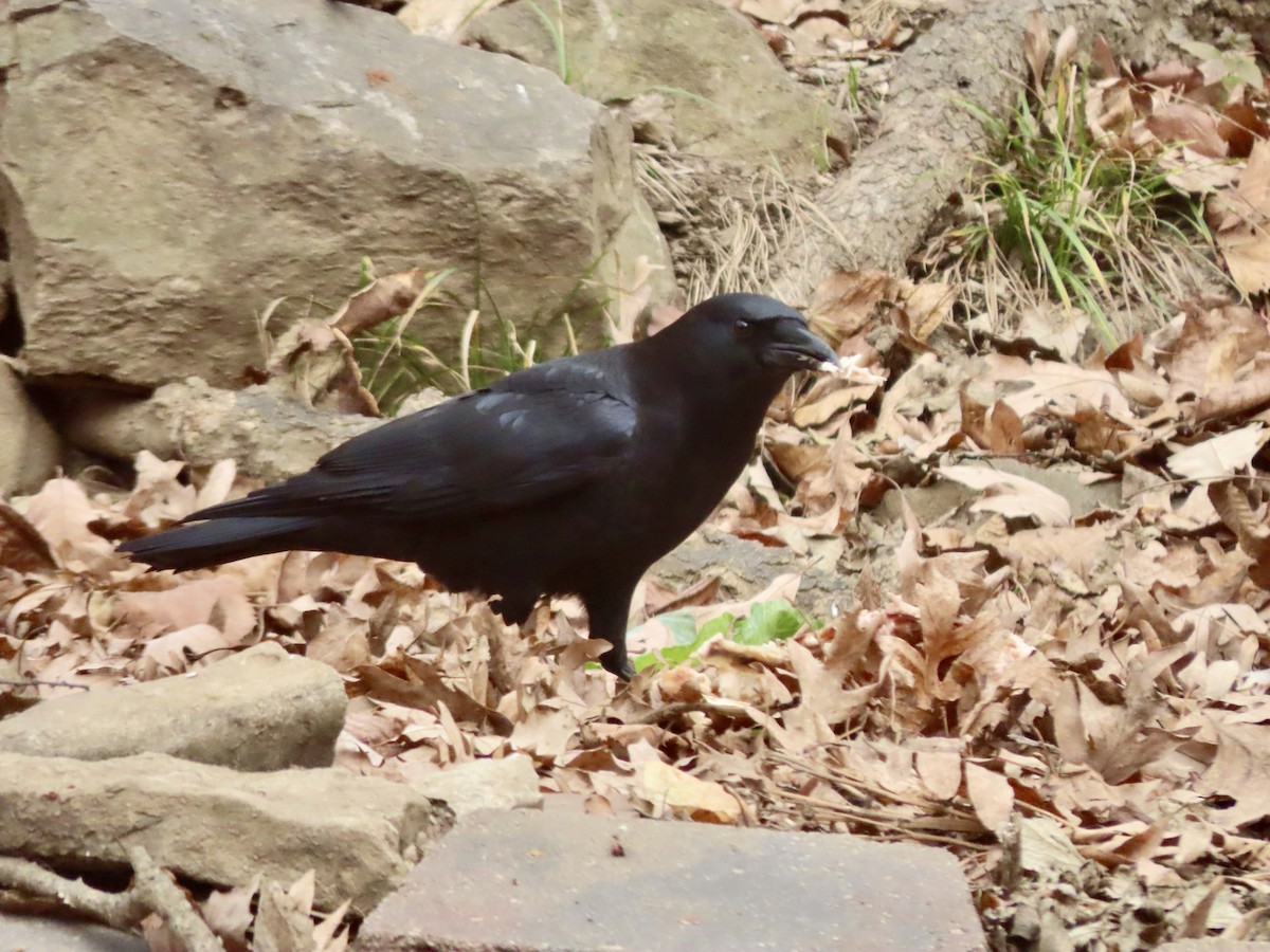 amerikakråke - ML646019345