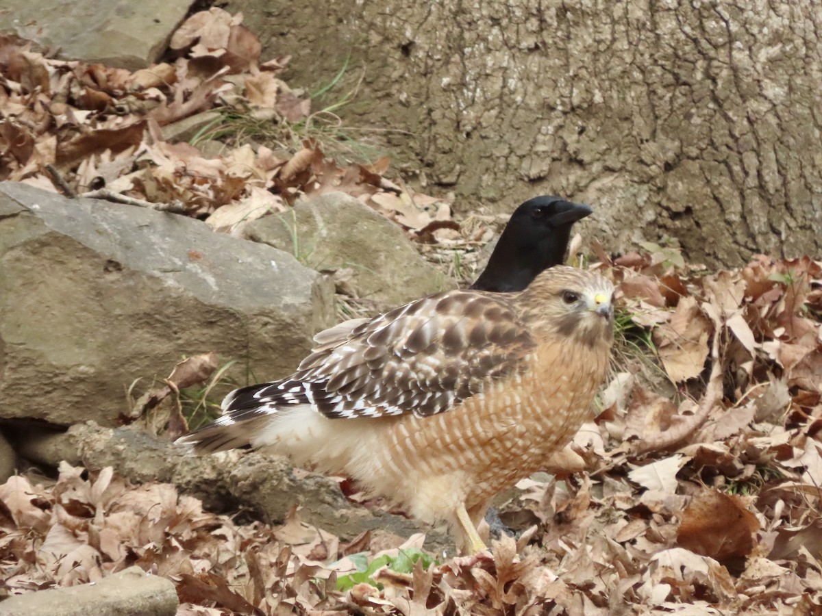 Red-shouldered Hawk - ML646019347