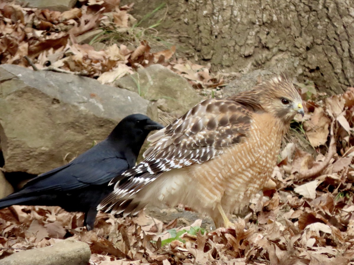 amerikakråke - ML646019348