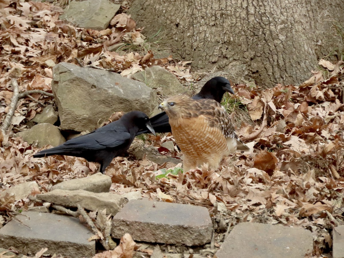 amerikakråke - ML646019349