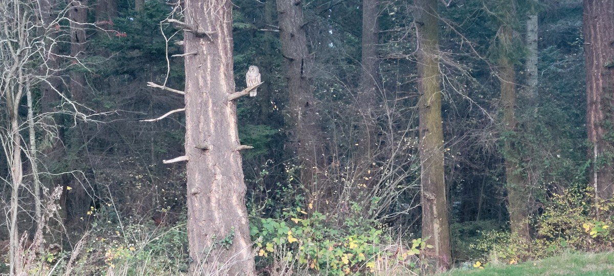 Barred Owl - ML646019351