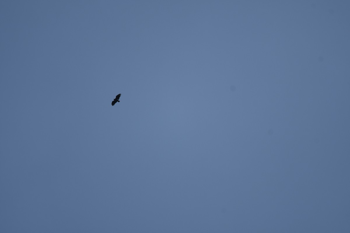 Black Vulture - ML646019355