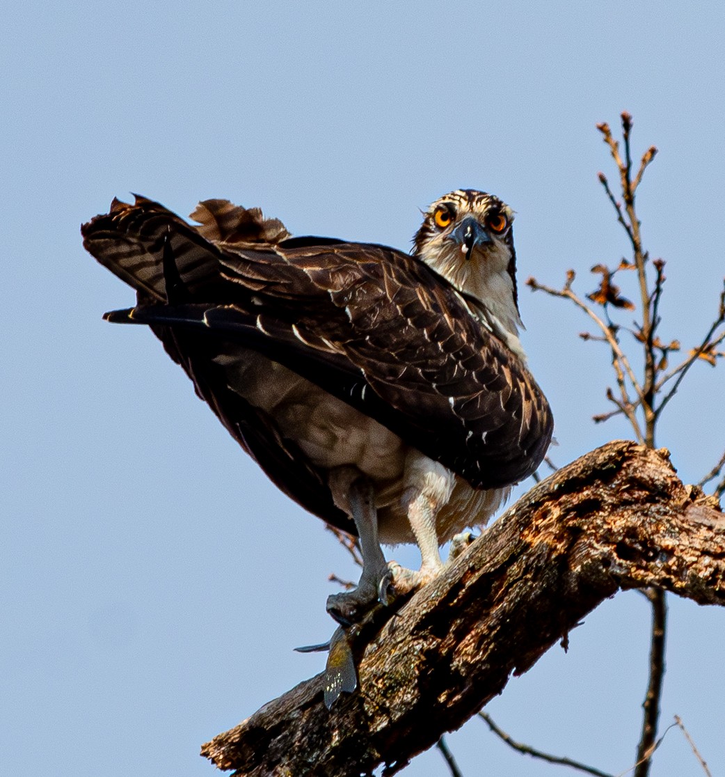 ミサゴ - ML646019356