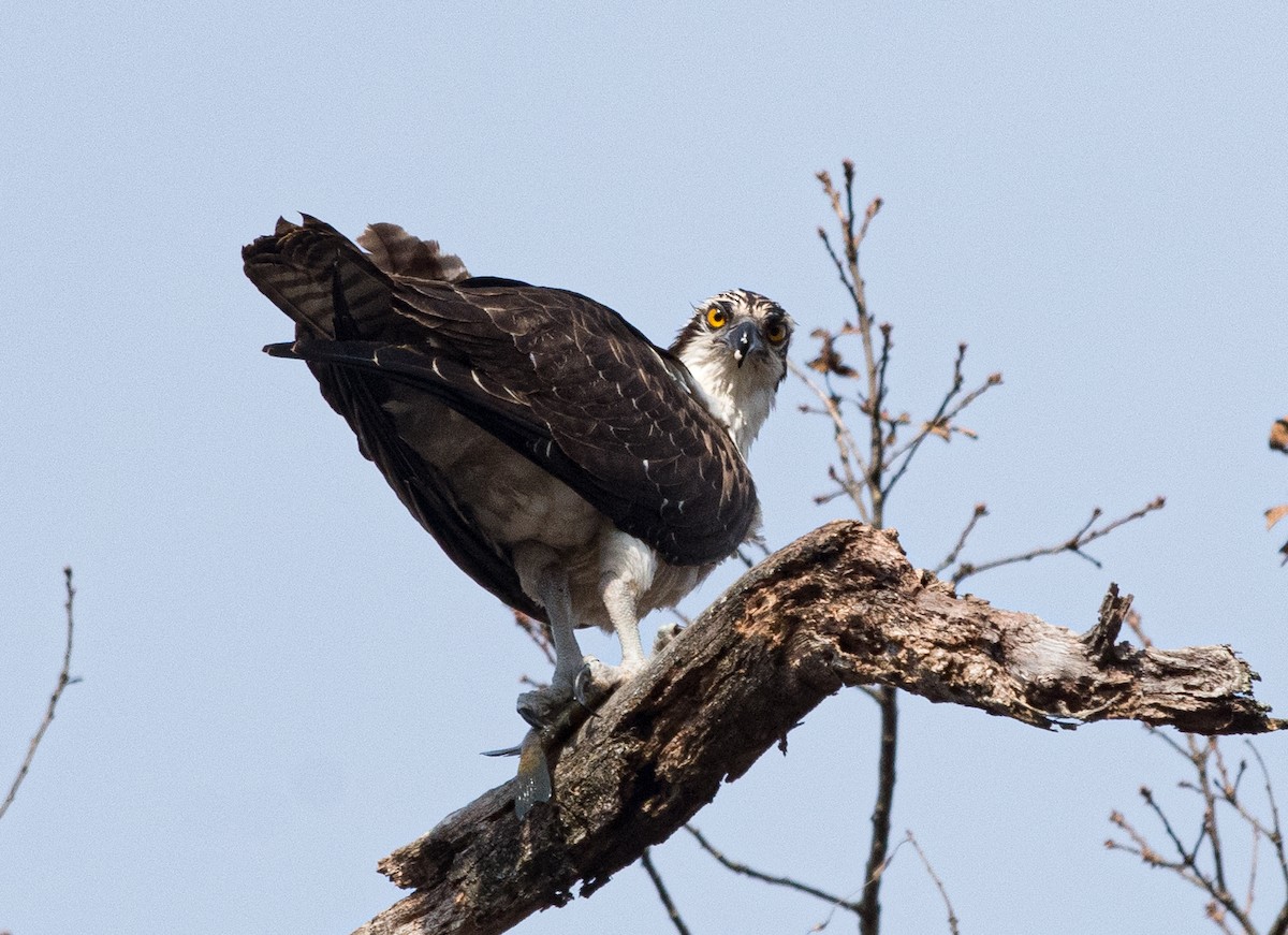 ミサゴ - ML646019357